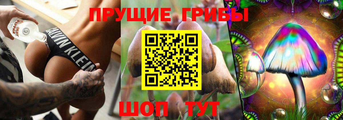 Сосновый Бор  Псилоцибиновые грибы Psilocybine cubensis  Вход с VPN 